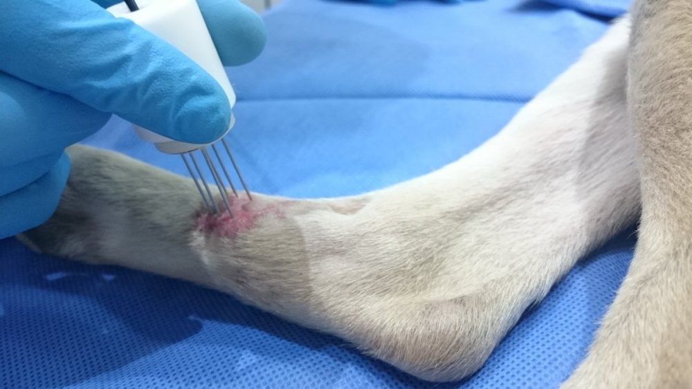 Electroquimioterapia en caninos y felinos