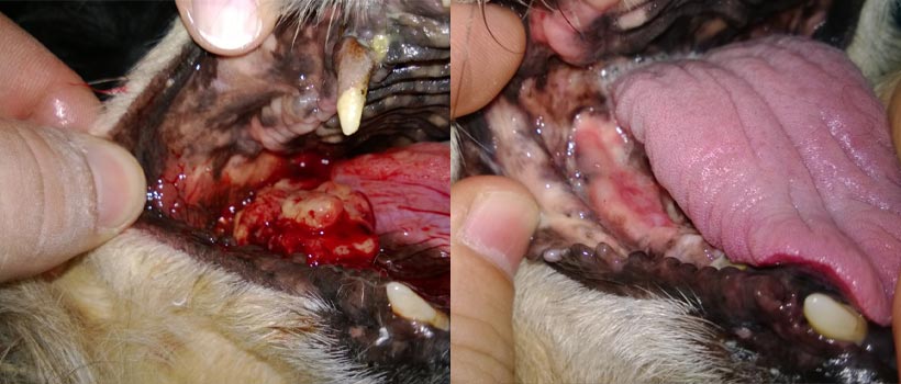 Granuloma eosinofílico oral canino