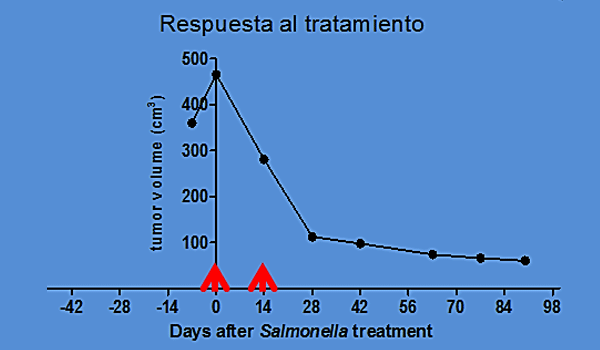 Inmunoterapia con una vacuna atenuada de Salmonella Typhi combinada con quimioterapia metronómica en un sarcoma post-vacunal felino irresecable.