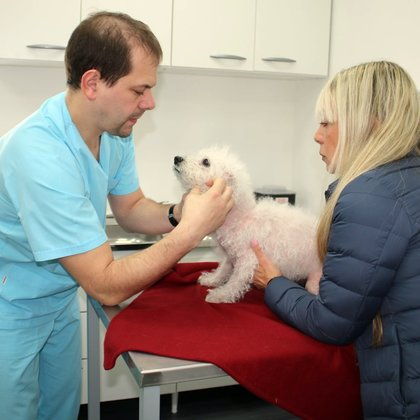 Consultas oncología veterinaria